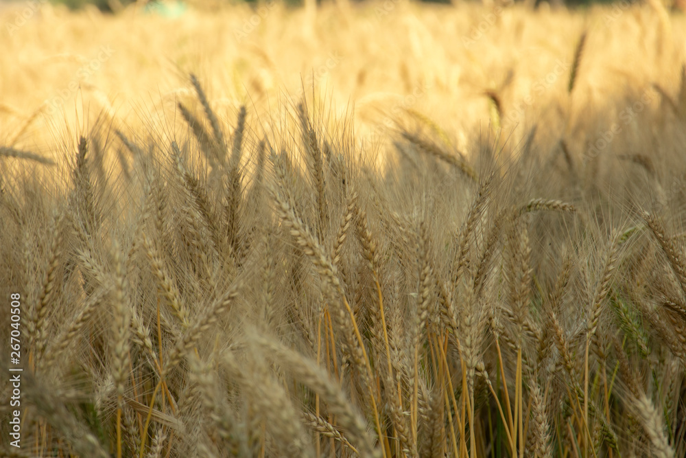 field of wheat field of wheat