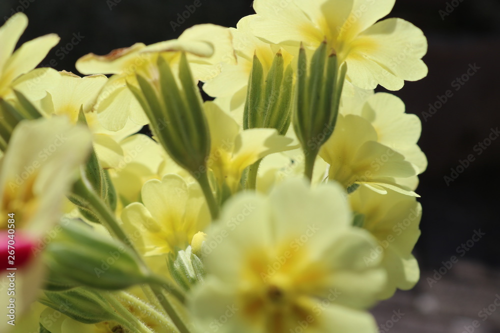 Fototapeta premium Just some flowers...