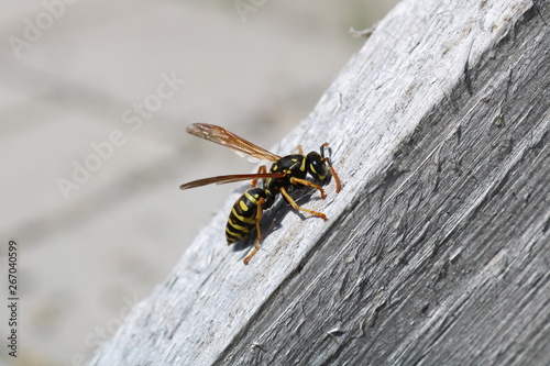 Lonely wasp... © Olli