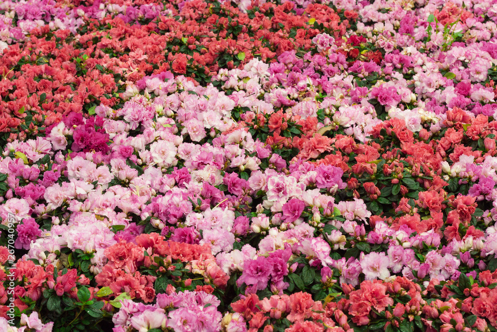 Beautiful of colorful rose flowers bouquet on field in green garden background.