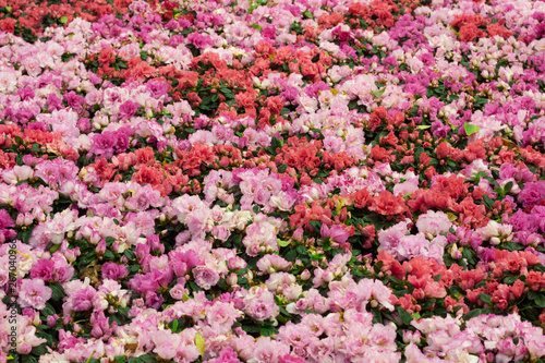 Beautiful of colorful rose flowers bouquet on field in green garden background.