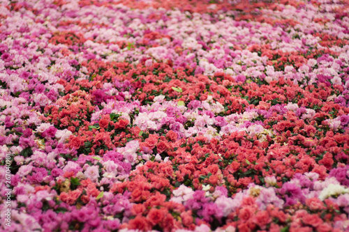 Fototapeta Naklejka Na Ścianę i Meble -  Beautiful of colorful rose flowers bouquet on field in green garden background.