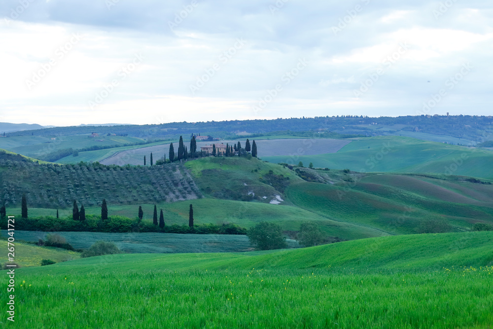 The landscape of Val d'Orcia: green meadows and cypresses. Hills of Tuscany. Val d'Orcia landscape in spring