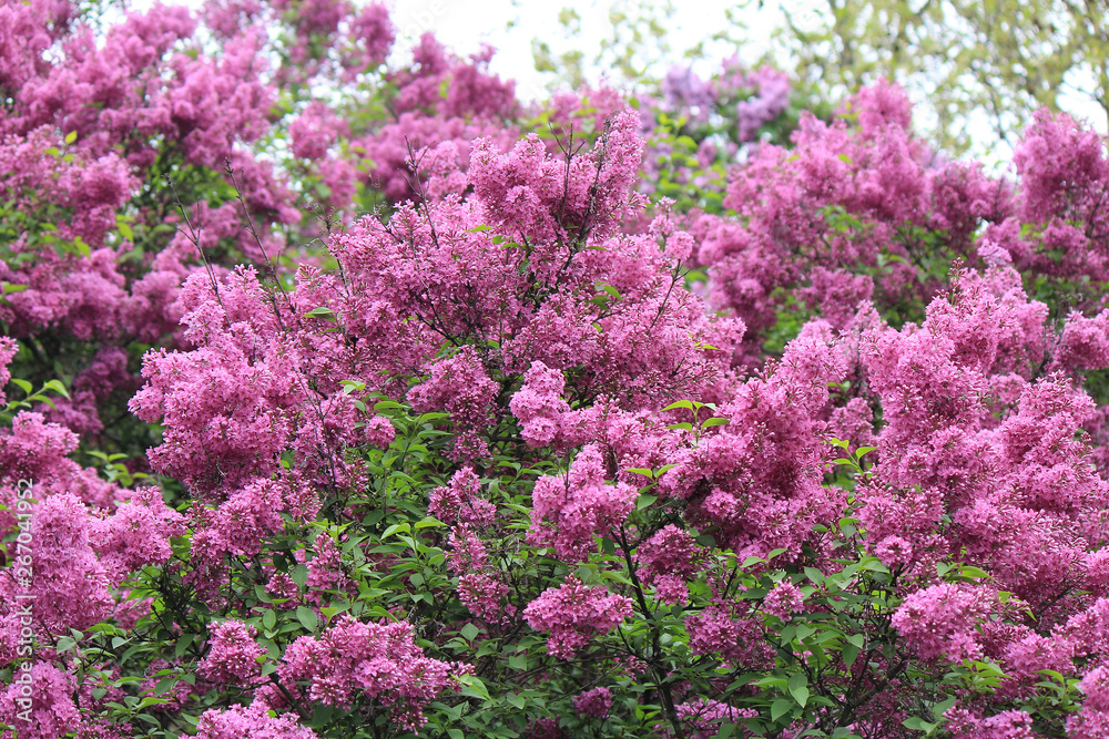 spring bloom of lilac