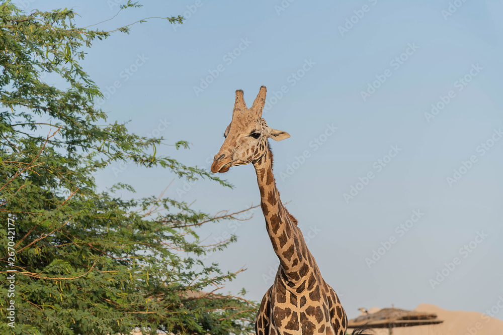 Fototapeta premium Beautiful wild animal tall Giraffe in Al Ain Zoo Safari Park, United Arab Emirates