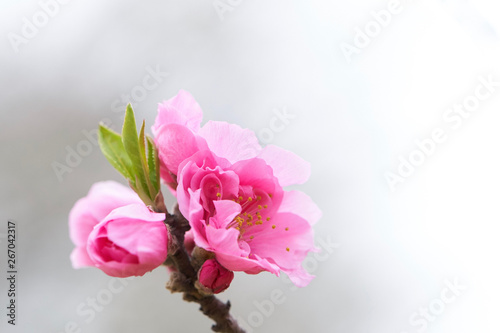 桃の花 開花 アップ
