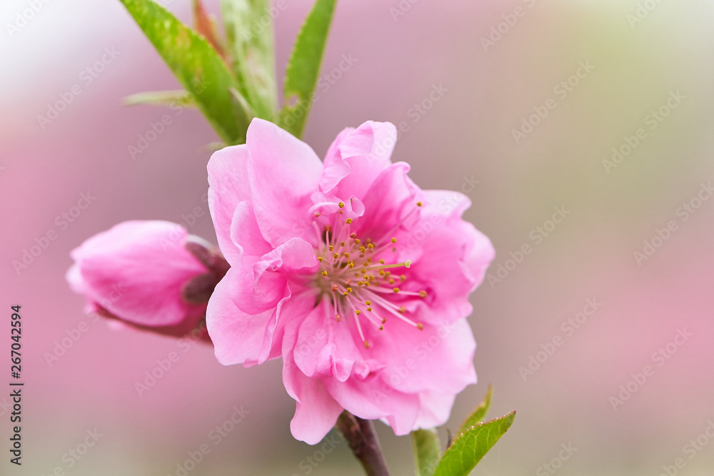 ハナモモ　開花