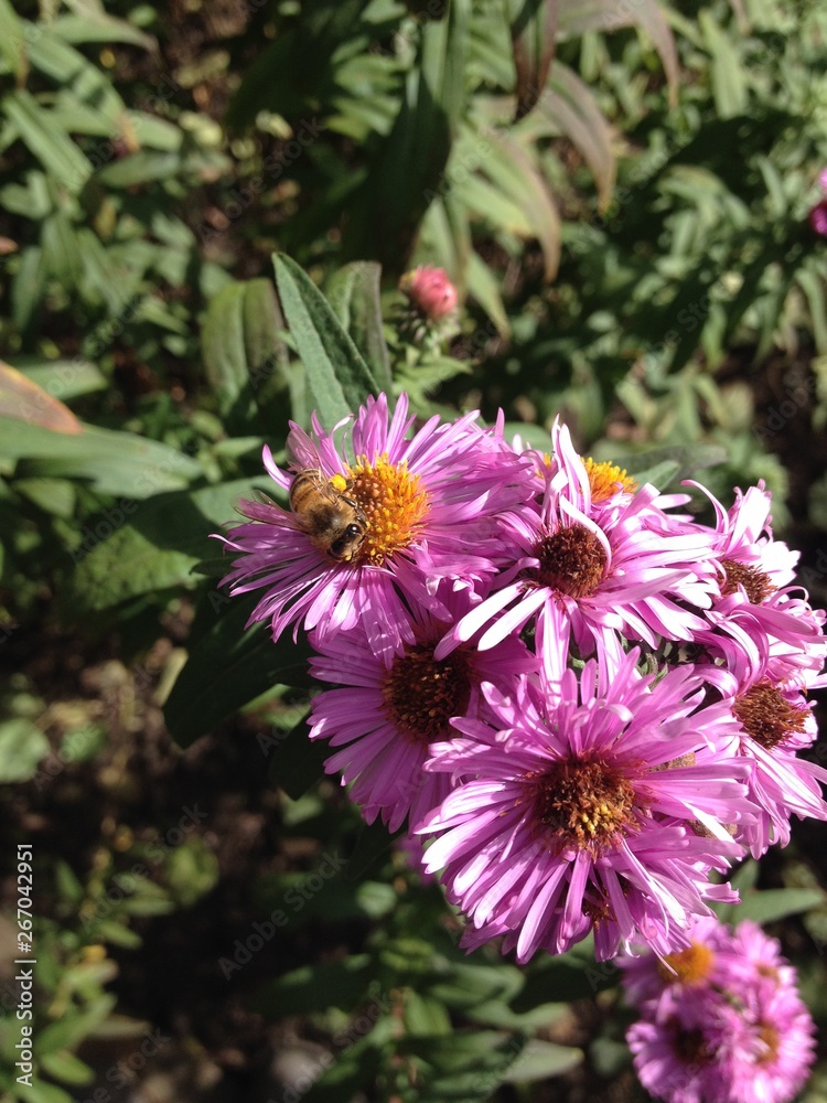 Obraz premium Flower