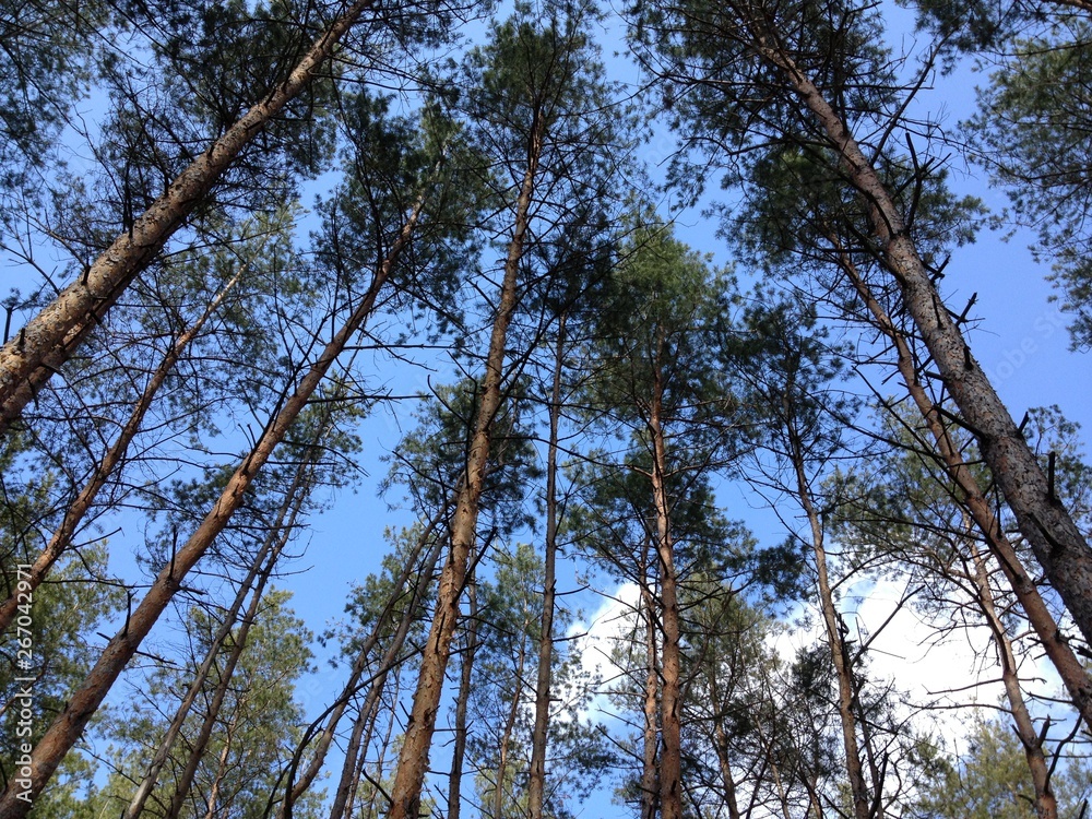 Fototapeta premium Forest