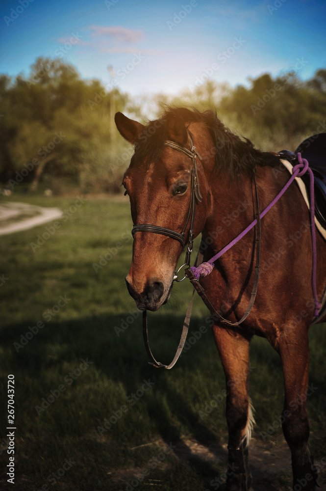 Obraz premium Beautiful horse in the field.