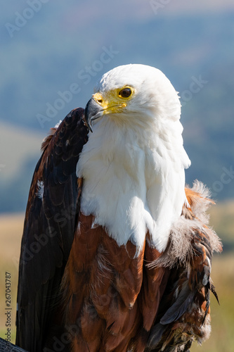 An African Fish Eagle with a wounded wing. photo