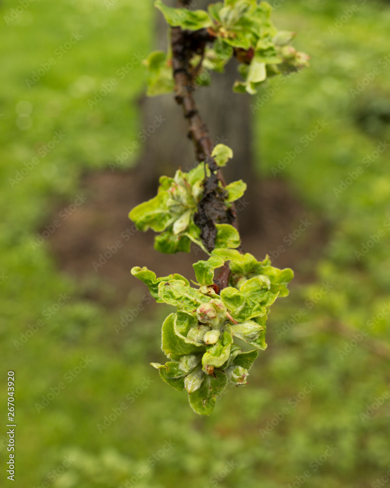 A branch of an apple tree, flowers of an apple tree, flowering trees