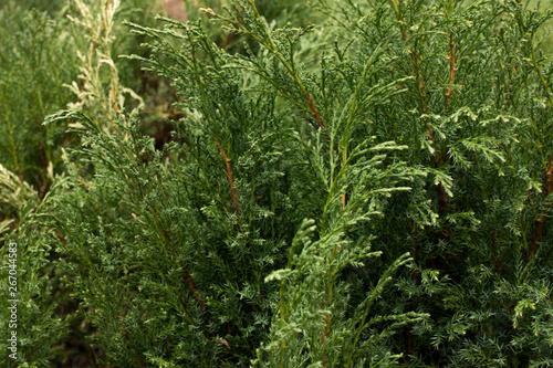 Juniper, green bush, juniper branch