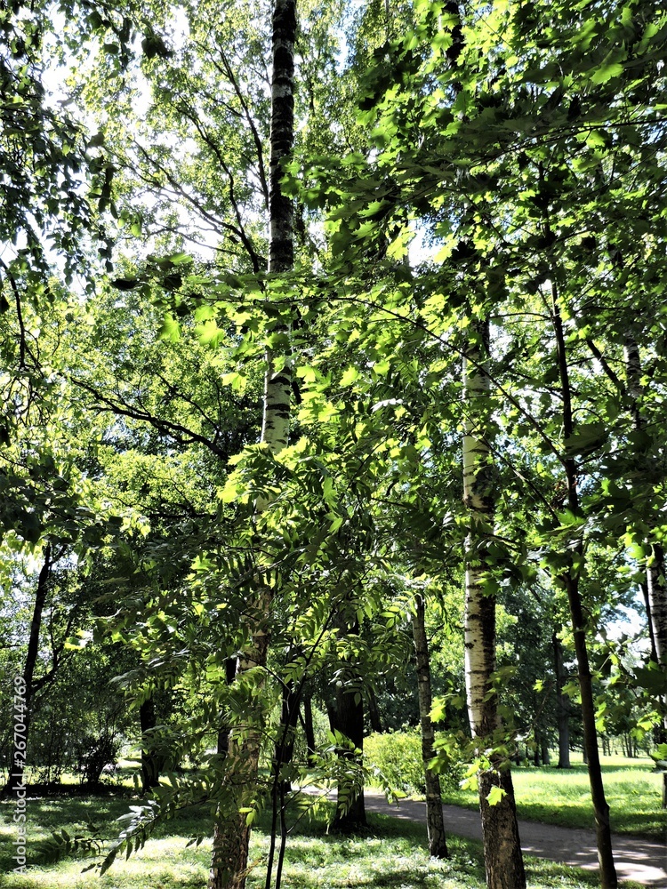 Fototapeta premium trees in the summer park