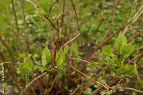 Young branches on green bushes