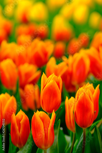 Beautiful orange tulips in flower field