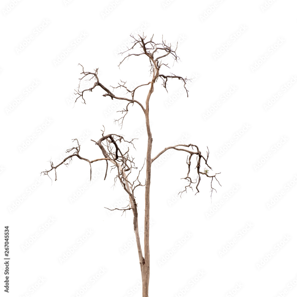 Dead Tree without Leaves Dead Tree without Leaves