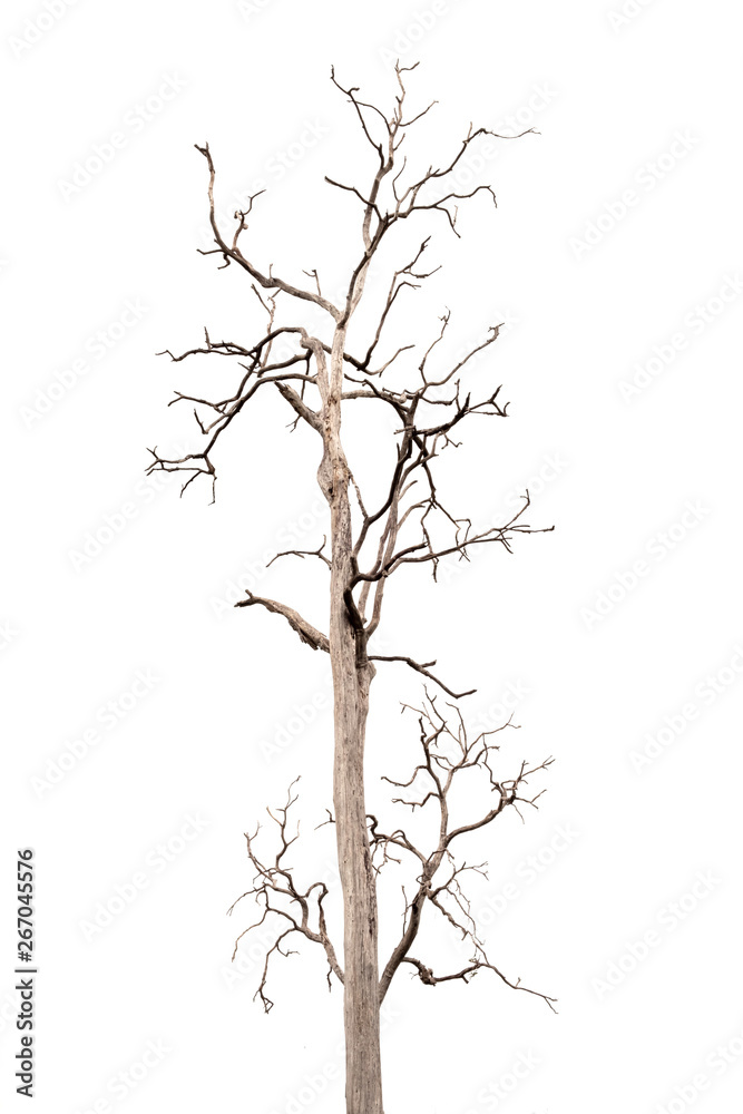 Dead Tree without Leaves