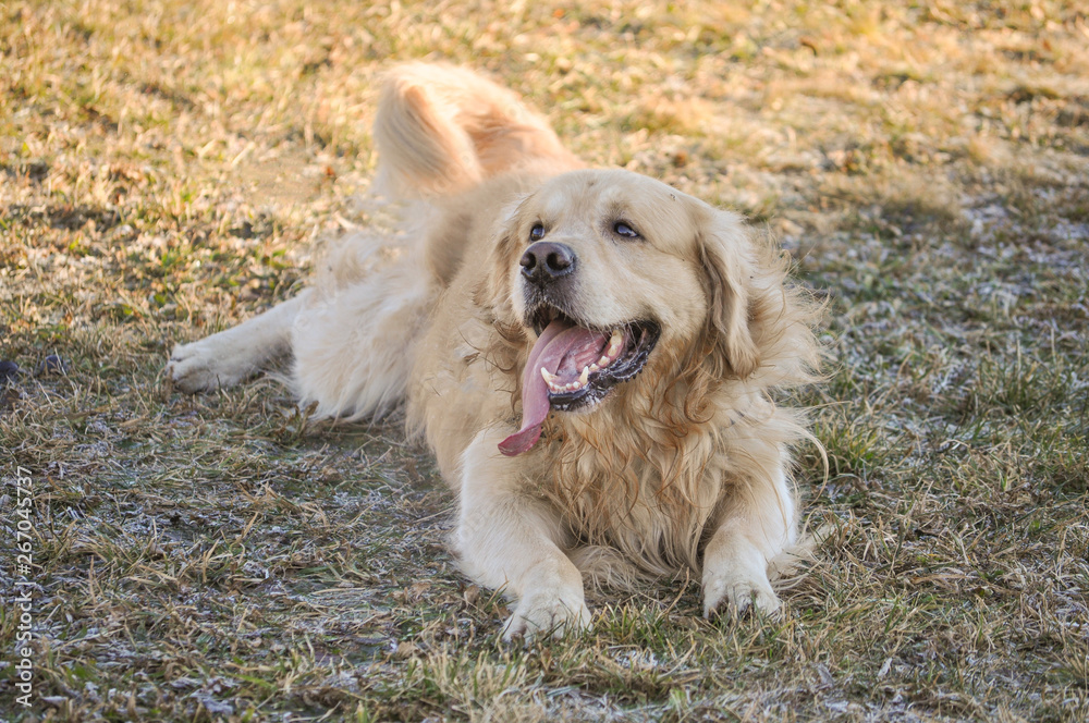 Golden Labrador retriever dog