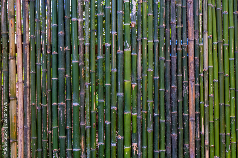 Grunge green bamboo fence,texture background.. Grunge green bamboo fence,texture background..