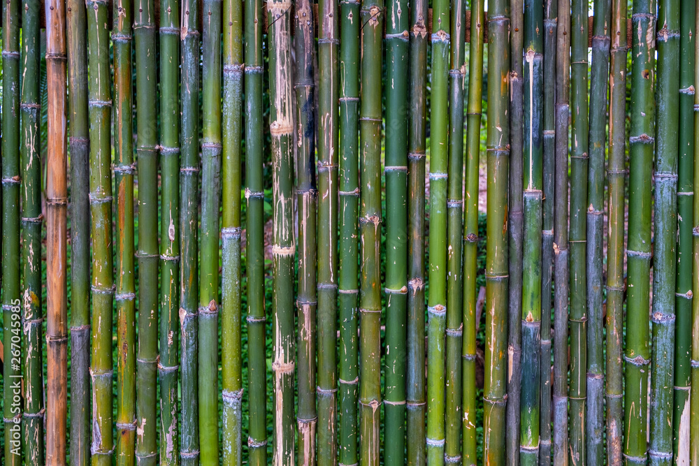 Obraz premium Grunge green bamboo fence,texture background.
