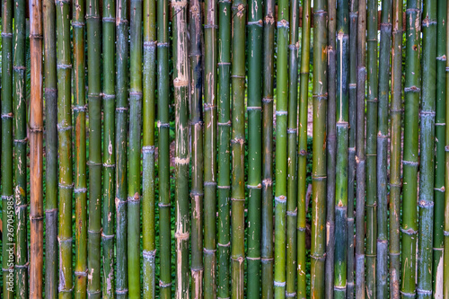 Grunge green bamboo fence texture background.
