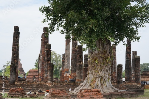 タイ スコータイ遺跡の中に立つ菩提樹