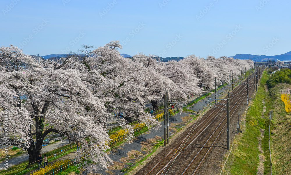 A scenic train with cherry blossom