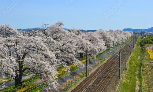 A scenic train with cherry blossom