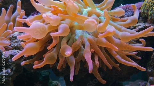 Pink seaweed, soft corals with bubbles, underwater