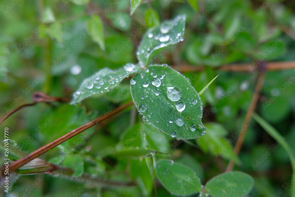 Spring Morning Rain drops sphere on green leaf in forest over blur background Spring Morning Rain drops sphere on green leaf in forest over blur background