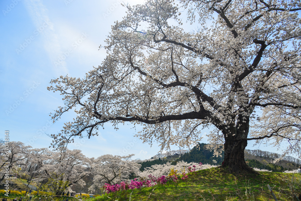 Fototapeta premium Cherry blossom in Miyagi, Japan