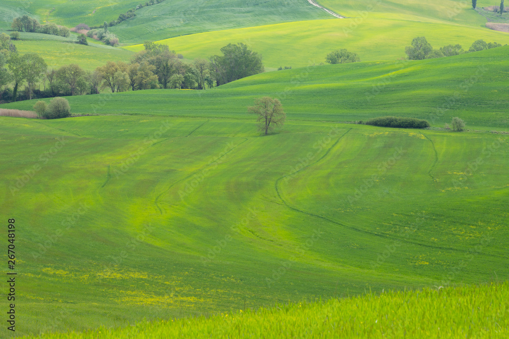 Hills of Tuscany. Val d'Orcia landscape in spring. Cypresses, hills and green meadows