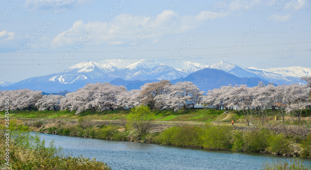 Cherry blossom with snow mountain background