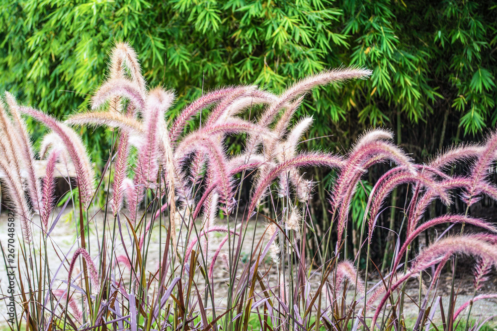 Flower grass on the way beauty in nature from Thailand Flower grass on the way beauty in nature from Thailand
