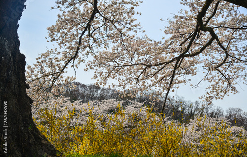 Cherry blossom in Miyagi  Japan