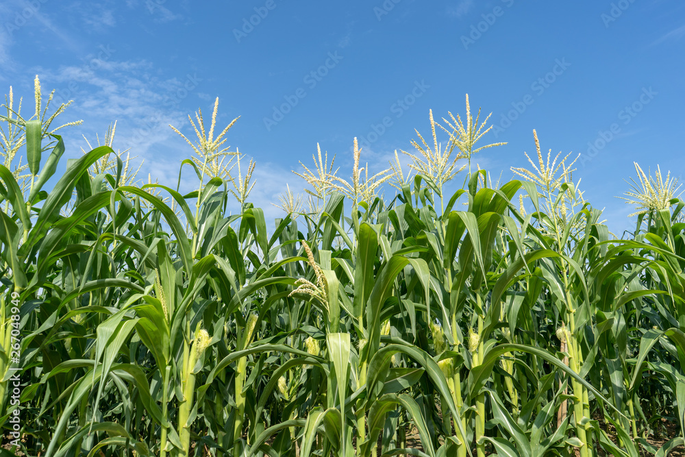 Corn field plantation Corn field plantation