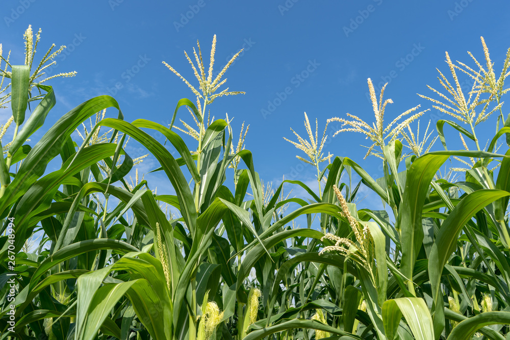 Corn field plantation Corn field plantation