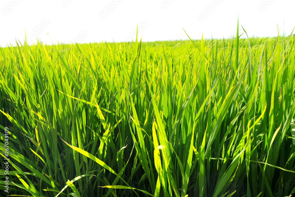 Obraz premium Paddy rice fields