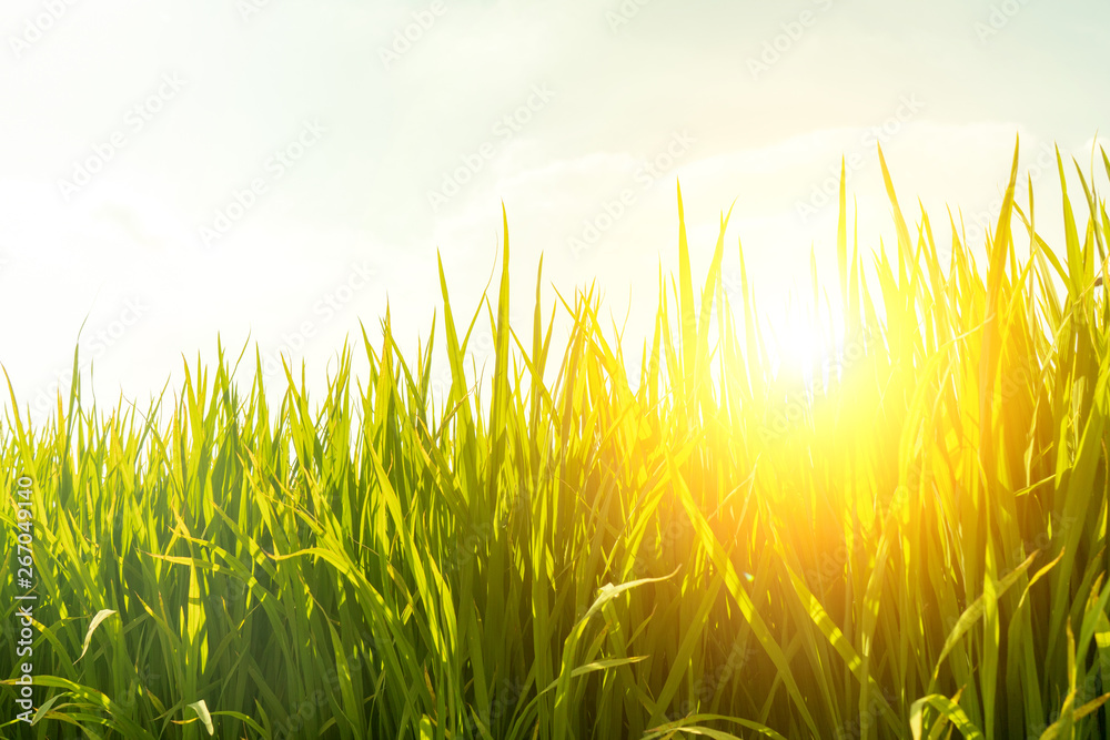 Paddy rice fields