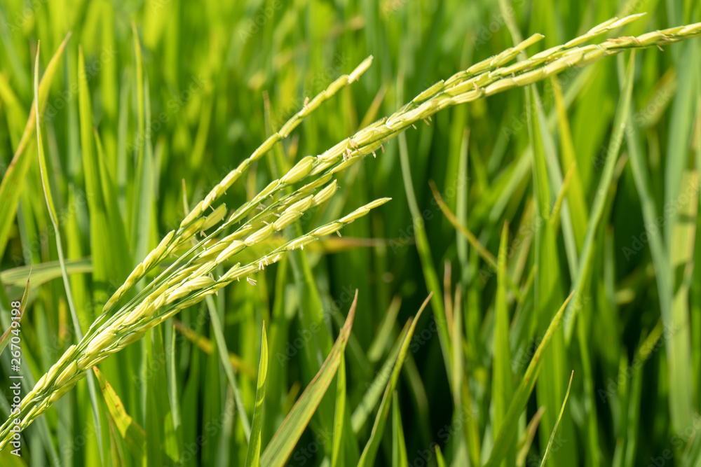 Paddy rice plant