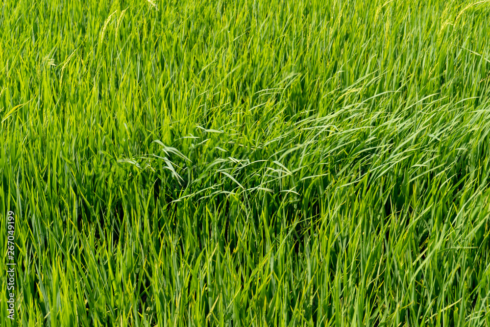 Paddy rice fields Paddy rice fields