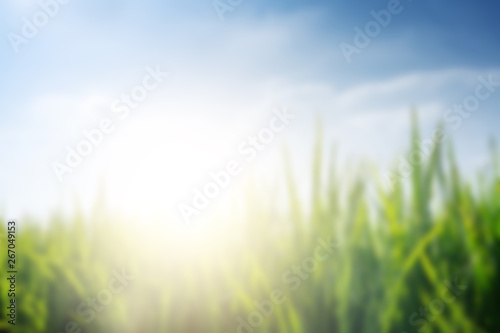 Blur background paddy field