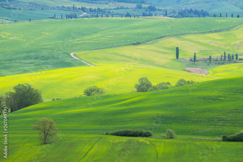 The landscape of Val d Orcia  yellow rapeseed fields and green meadows. Hills of Tuscany. Val d Orcia landscape in spring