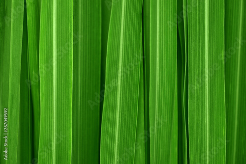 Lemongrass leaves background photo