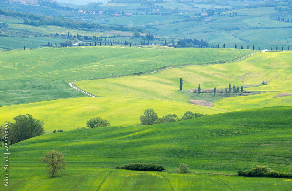 The landscape of Val d'Orcia: yellow rapeseed fields and green meadows. Hills of Tuscany. Val d'Orcia landscape in spring
