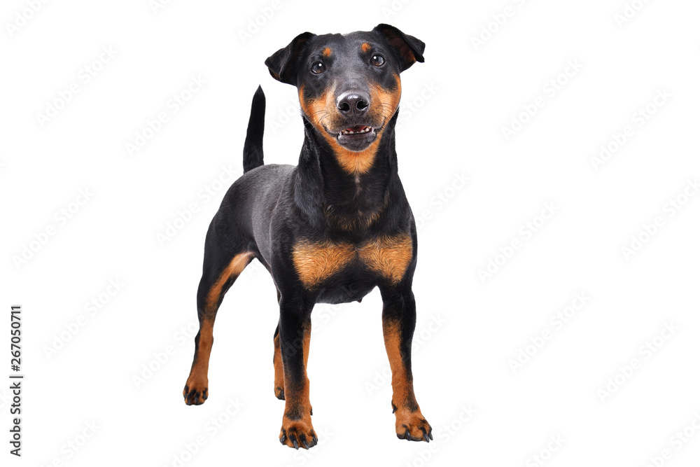 Cute  dog breed Jagdterrier standing isolated on white background