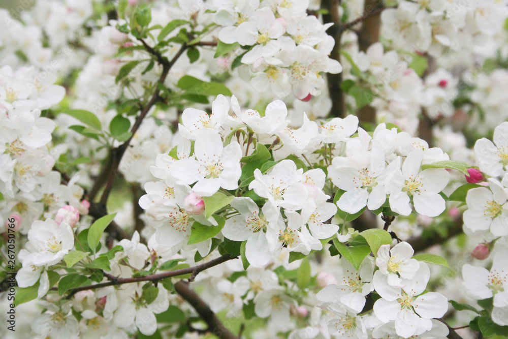 White apple flowers on branch in springtime. Malus domestica in the orchard White apple flowers on branch in springtime. Malus domestica in the orchard