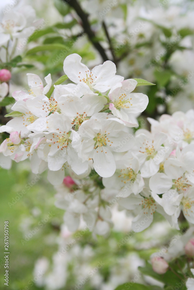 White apple flowers on branch in springtime. Malus domestica in the orchard