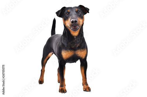 Cute  dog breed Jagdterrier standing isolated on white background photo
